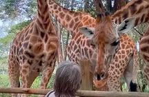 Giraffe Centre and Nairobi National Park Experience Joining Tours