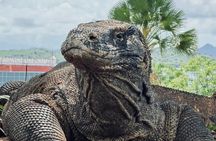 Komodo Island Shore Excursion for Cruise Ship Passengers