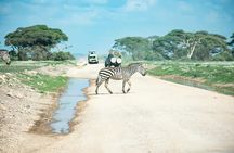 Amboseli National Park: Full Day Tour From Nairobi