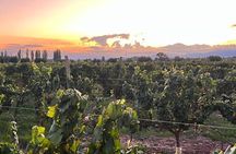 Maipu Wine Tour: 3 Wineries and Olive Oil Factory