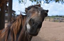 Argentina, Pampas: Gaucho Horseback Ride and Lunch & Transport