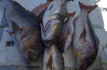 From Kotor: Fishing Experience in Kotor Bay