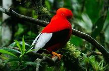 Andean Cock Watching tour in mindo with hummingbird and breakfast