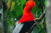 Andean Cock Watching tour in mindo with hummingbird and breakfast