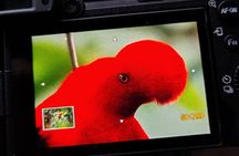 Andean Cock Watching tour in mindo with hummingbird and breakfast