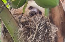 Puerto Viejo Amazing Sloth Watching Tour 