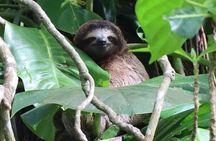 Puerto Viejo Amazing Sloth Watching Tour 