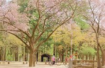 Nami island and Hanbok Wearing and Waterfall from Seoul