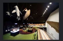 E-Bike Tour to Jodogahama Beach&Jomon Museum–Miyako, Tohoku Japan