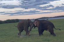 From Kandy: Minneriya Wildlife Safari and Heritage Day Tour