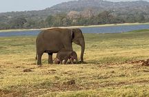 From Kandy: Minneriya Wildlife Safari and Heritage Day Tour