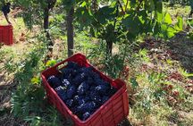 Polignano experience in nature between wine and local flavors