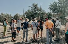 The Olive Oil Journey: Grove and Mill Visit