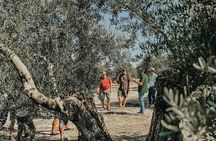 The Olive Oil Journey: Grove and Mill Visit