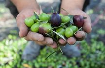 Olive Grove Tour & Oil Tasting at a Historic Mill Near Agrigento