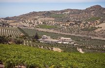 Olive Grove Tour & Oil Tasting at a Historic Mill Near Agrigento