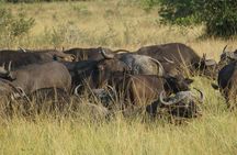 Full Day Akagera National Park in Safari from Kigali