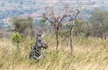 Full Day Akagera National Park in Safari from Kigali