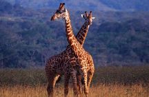 Full Day Akagera National Park in Safari from Kigali