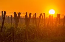 Bordeaux Wine Trails: Saint-Emilion Evening Wine Tour