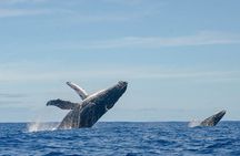 Samaná Whale Watching + Raised Key from Punta Cana