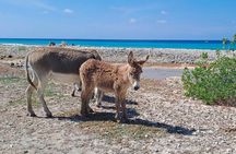 Bonaire Landscapes and Historical Shared Guided Tour 