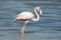 Bonaire Landscapes and Historical Shared Guided Tour 