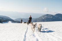 Dog Sledding Adventure in Tromsø