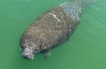 4 Hour Anna Maria Island Snorkeling and Sandbar Tour