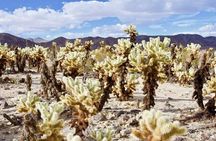 Las Vegas To Los Angeles One Way Tour Joshua Tree National Park