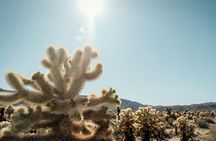 Las Vegas To Los Angeles One Way Tour Joshua Tree National Park