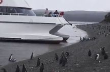 Beagle Channel Navigation Penguin Colony 