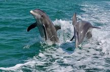 Anna Maria Island Dolphins & Beginners Snorkeling Adventure 4Hrs