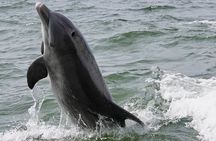 Anna Maria Island Dolphins & Beginners Snorkeling Adventure 4Hrs