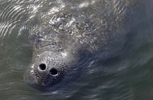 Anna Maria Island Dolphins & Beginners Snorkeling Adventure 4Hrs