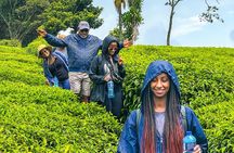 Tigoni Tea Farm Tours