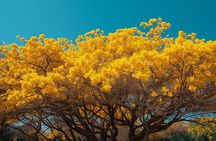 Port of Spain City Tour Historical Architecture and Local Treats