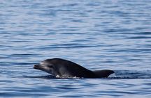 Alghero Mini Yacht boat tour snorkeling Aperitif