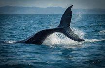 Whale Watching, Cayo Levantado & Limon Waterfall from Punta Cana