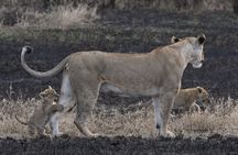 3 Day Masai Mara National Reserve Safari Mid Range