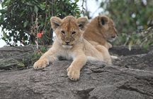 3 Day Masai Mara National Reserve Safari Mid Range