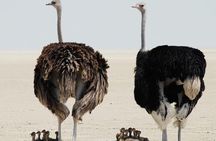  3 Day Flyin/Flyout of Zanzibar Tarangire, Ngorongoro & Manyara 