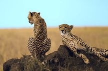  3 Day Flyin/Flyout of Zanzibar Tarangire, Ngorongoro & Manyara 