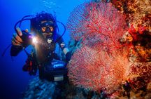 Red Sea Daily Scuba Diving Trip for Certified Divers