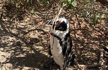 Full Day Private Cape Town and Peninsula Tour