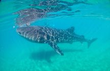 Whale Shark Half Day Expedition from La Paz