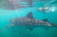 Whale Shark Half Day Expedition from La Paz