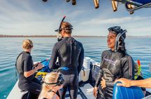 Whale Shark Half Day Expedition from La Paz