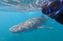 Whale Shark Half Day Expedition from La Paz
