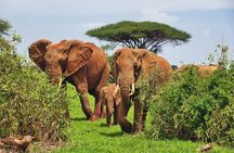 Day Tour Experience to Tsavo East National Park